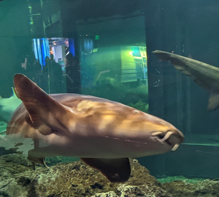 National Aquarium (Baltimore,&nbspMD)